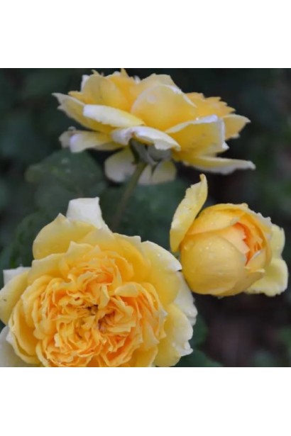 Hybrid tea rose Joelle Marouani
